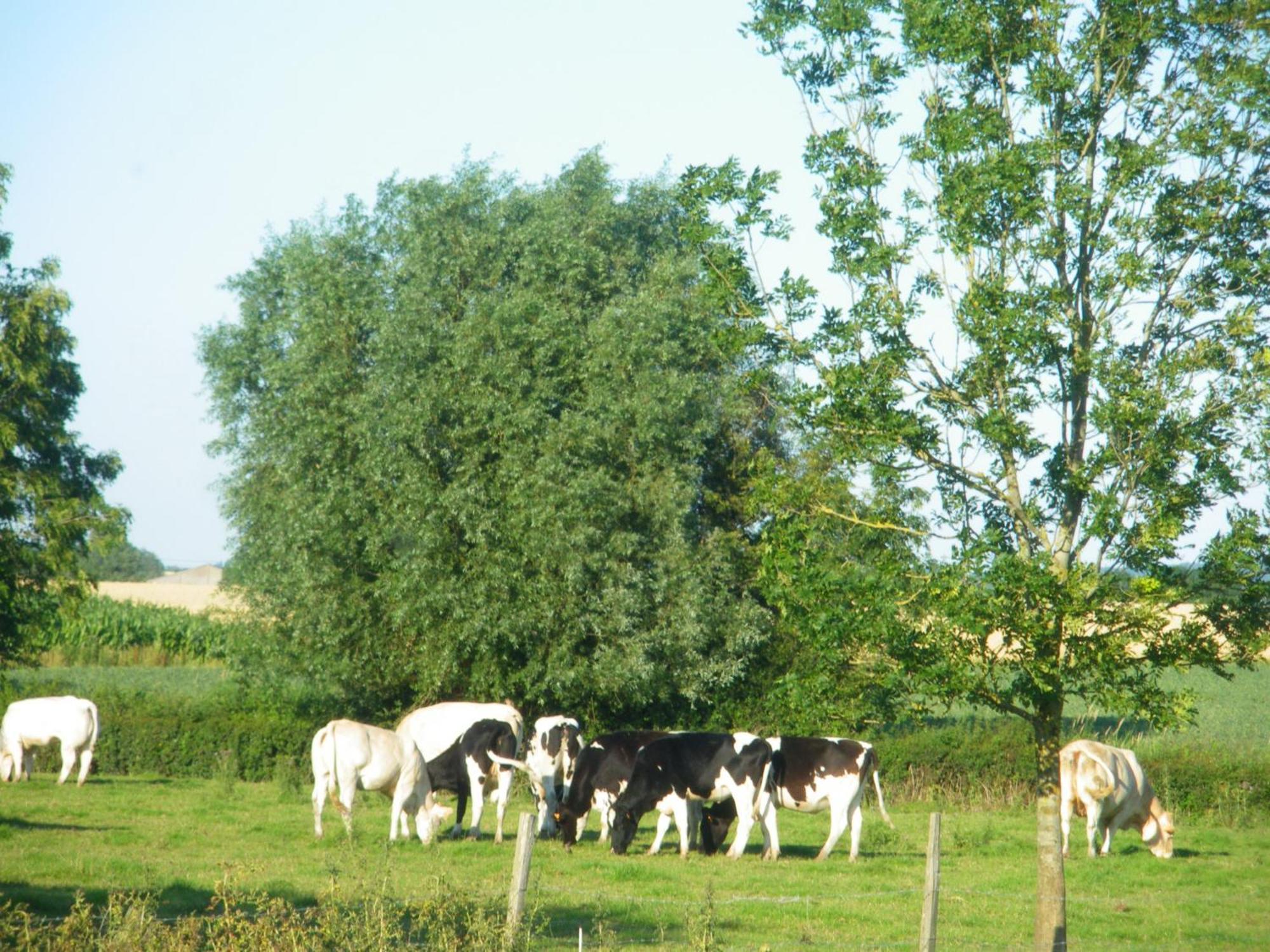 La Vallee Des Trois Monts Saint-Sylvestre-Cappel ภายนอก รูปภาพ