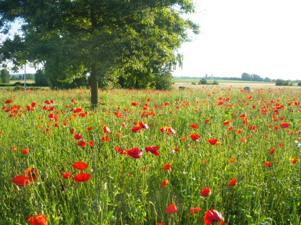 La Vallee Des Trois Monts Saint-Sylvestre-Cappel ภายนอก รูปภาพ